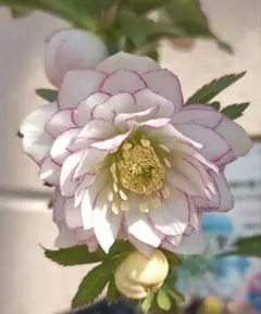 クリスマスローズ　開花株　しずく小鞠のサムネイル