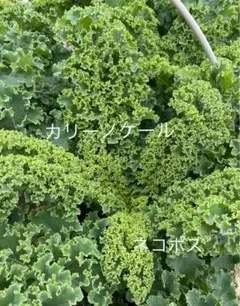 カリーノケール 200gネコポスのサムネイル