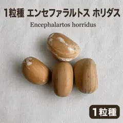 2026年最新】ホリダス エンセファラルトスの人気アイテム - メルカリ