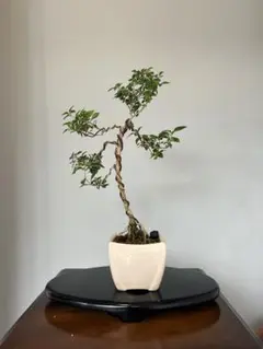 006 【一点物】オリーブ盆栽 白鉢 観葉植物 インテリア ギフト 開店祝い 006 【一点物】オリーブ盆栽 白鉢 観葉植物 インテリア ギフト 開店