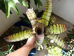 2025年最新】ネオレゲリア カルカロドンの人気アイテム - メルカリ