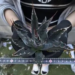 アガベ イラン産 モンタナ 大株 極上 特選株 - メルカリ