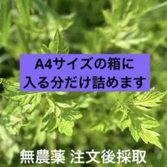 【無農薬】新鮮よもぎ 注文後採取 A4箱いっぱい
