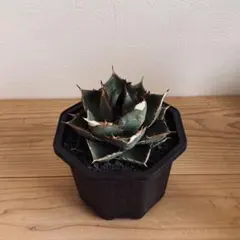 皇冠　アガベ　子株付き親株　現在植替え後発根済み Agave Titanota Crown 皇冠 主刺から副刺、禾を含め全体的に