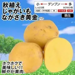 種芋】普賢丸 じゃがいも種芋3個セット！ほくっとやさしい甘み♡作り