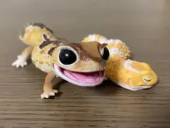 爬虫類 ニシアフリカトカゲモドキ ミニフィギュア2体セット