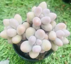 Chamako☆平日発送します☆様 ご専用　值引100円　おまけ付き　4点