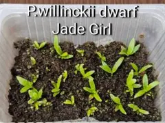 ビカクシダ ウィリンキージェイドガール Jade Girl 胞子培養由来