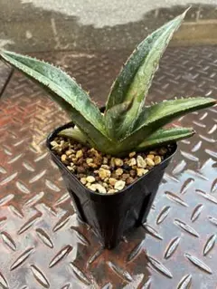 2025年最新】ピーコッキー アガベの人気アイテム - メルカリ