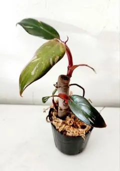 つくも様 リクエスト 3点 まとめ商品