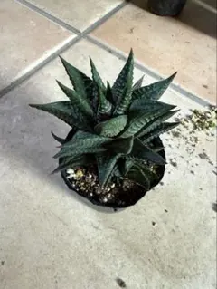 2026年最新】ハオルチアの人気アイテム - メルカリ