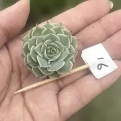 きりん様 リクエスト 2点 まとめ商品