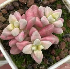 ま*こ様 新入荷　白鷺レインボー錦　エケベリア　多肉植物　I苗