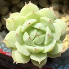 user_657c15c2様 リクエスト 2点 まとめ商品