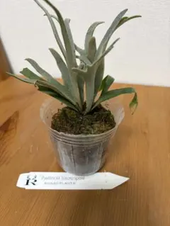 P. Willinckii Yellow Moon Dwarf 
