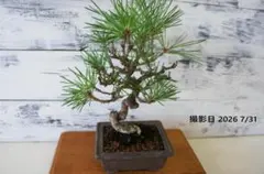 赤松 盆栽 鉢植え 樹齢18年 - メルカリ