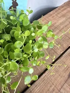 acope様 リクエスト 3点 まとめ商品