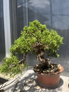 ハマシタカキ 盆栽 鉢植え 観葉植物 | Mercari