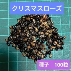 2026年最新】クリスマスローズ種の人気アイテム - メルカリ