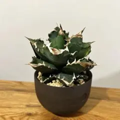 2025年最新】バリエム鉢の人気アイテム - メルカリ