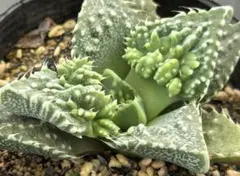 怒涛　狂い鋸歯　フォーカリア　良型　発根済◎のサムネイル