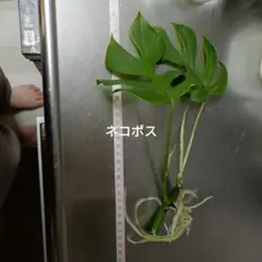 177 モンステラ デリシオサ コンパクタ 福助フォルム 丸葉 おわん型