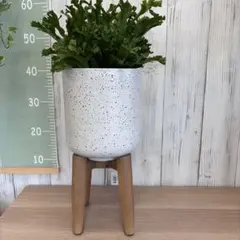 アクタス　ACTUS 陶器製鉢カバー（プランターポッド）&木製スタンド アクタス ACTUS 陶器製鉢カバー（プランターポッド）&木製スタンド
