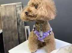 新品　革製　犬用品　快適ハーネス　紫　小型犬　XSサイズのサムネイル