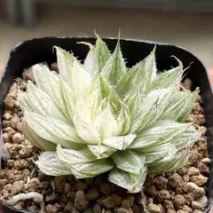 2025年最新】ハオルチア ボルシー錦の人気アイテム - メルカリ