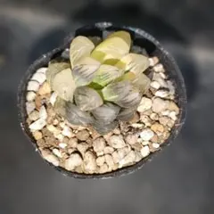 A*i様 ハオルチア　オブツーサ錦　水中月錦　54