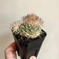 菊水 サボテン 実生 古株 加藤裕章 ストロンボカクタス - メルカリ