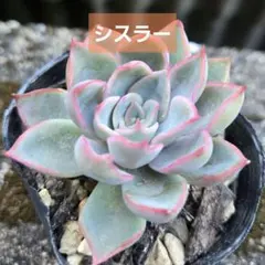 ❣️スウィートプリンセス❣️現品 エケベリア 寄せ植え 多肉弁当 多肉