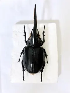 ハワイハネナシクワガタ標本 - メルカリ