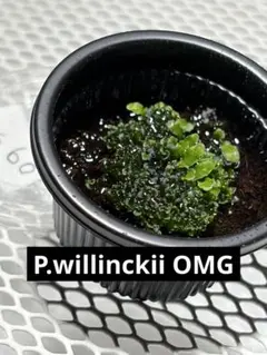 P.willinckii OMG 前葉体 胞子体 ビカクシダ 61 - メルカリ