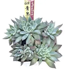 青鬼　札なし　抜き苗　ミックスベリア　おらいさん苗　多肉植物