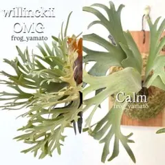 P. willinckii OMG 胞子体前葉体S２ 人気No1】Willinckii OMG 前葉体 XL［胞子培養育成ガイド付］ - メルカリ