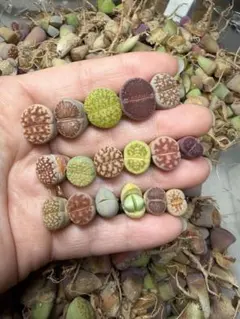 13-3多肉植物　リトープス　カラフルセット　精選苗