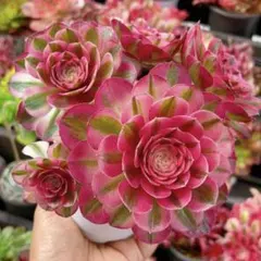 99#観葉植物アエオニウム錦❤️ピンクウィッチ錦❤️4大頭24cm 拔き苗