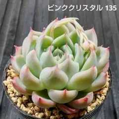ピンククリスタル 135 エケベリア 多肉植物 抜き苗