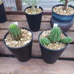 群星冠　雄株と雌株2個セット！！ 群星冠 雄株と雌株2個セット！！ 群星冠 雄株と雌