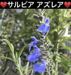 2026年最新】azurea salviaの人気アイテム - メルカリ