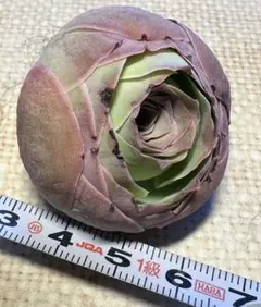 y*o様 No.s500 グリーノビア　パルマハイブリッド　アエオニウム　多肉植