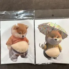 訳あり　柴犬 おなかシール