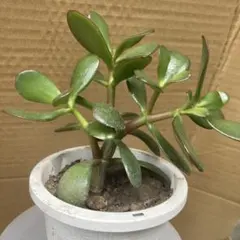 金の成る木 花月錦 抜き苗 ㊾ - メルカリ