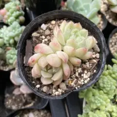 イーゲルコット 抜き苗 多肉植物 ミックスベリア おらいさん苗 - メルカリ