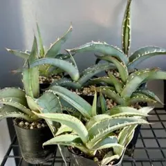 2025年最新】アガベまとめ売りの人気アイテム - メルカリ