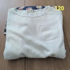 branes 120 ワンピース