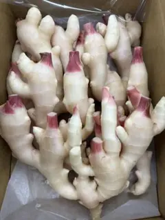 超メルカリ市価格！春野新生姜4キロ 超メルカリ市価格！春野新生姜4キロ - メルカリ