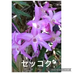 セッコク 石斛 デンドロビウム ピンクの花 来年用に お花は終わりましたネコポスのサムネイル