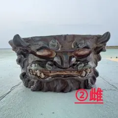 大西雄三郎 作家鉢 植木鉢 モンスト アガベ パキプス グラキリス 塊根 大西雄三郎 作家鉢 植木鉢 モンスト アガベ パキプス グラキリス 塊根